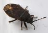 Stygnocoris fuligineus
